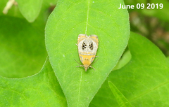 Olethreutes captiosana