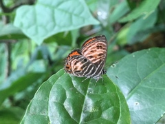 Neurellipes scintillula