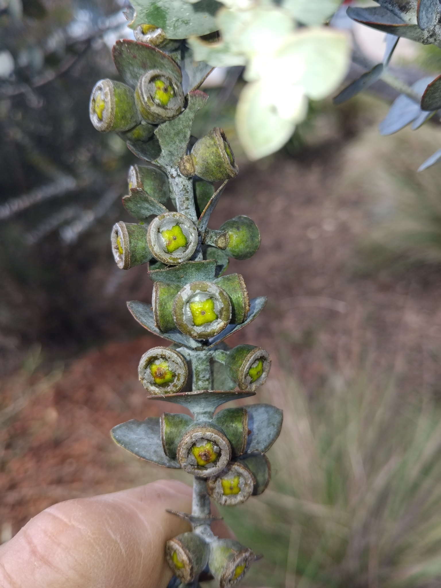 Imagem de Eucalipto-prateado
