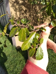 Azara serrata