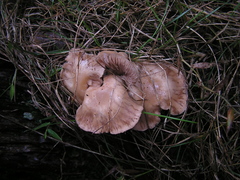 Rhodocybe piperita