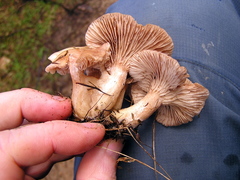 Rhodocybe piperita