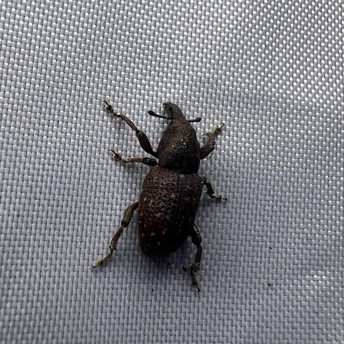Pitch-eating Weevil photo 2