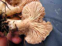 Rhodocybe piperita