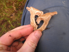 Rhodocybe piperita