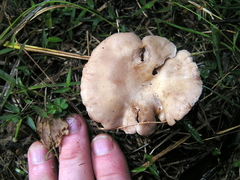 Rhodocybe piperita