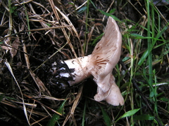 Rhodocybe piperita
