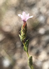 Lessingia nemaclada