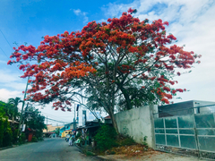 Delonix regia