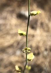 Streptanthus polygaloides