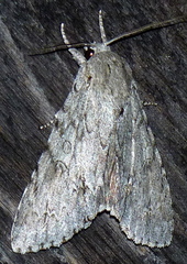 Acronicta americana
