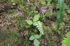 Rubus pubescens