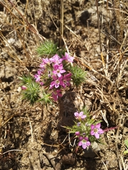 Navarretia viscidula
