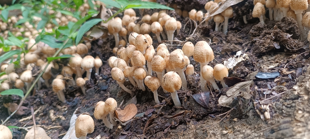 Candolleomyces tuberculatus