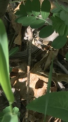 Plestiodon septentrionalis