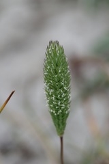 Phleum arenarium