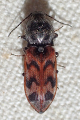 Pseudanostirus tigrinus