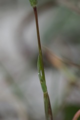 Phleum arenarium