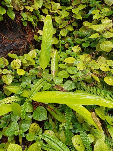 Foto de Calateia Triostar