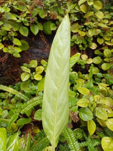 Foto de Calateia Triostar