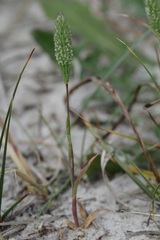 Phleum arenarium