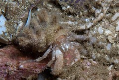 Anapagurus hendersoni