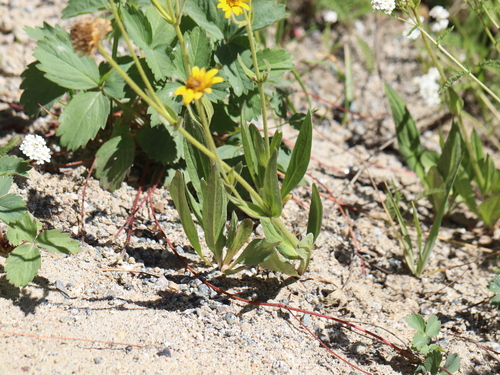 Image of Arnica mollis by no rights reserved