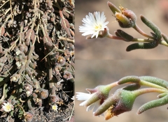 Trichodiadema attonsum