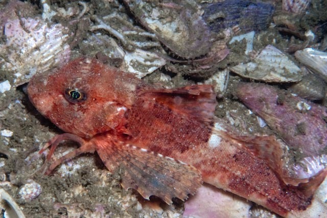 Kaapse poon (Chelidonichthys capensis) — Triglidae