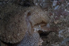 Pleurobranchaea bubala