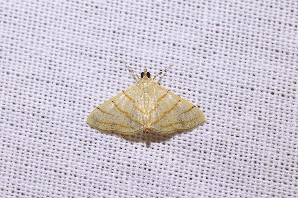 Pagyda discolor