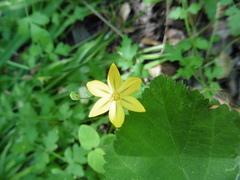 Triteleia ixioides ixioides