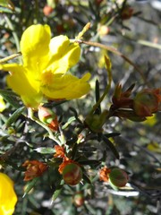 Hibbertia exasperata