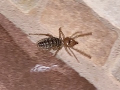 Ammotrechidae