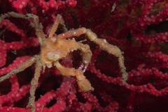 Achaeopsis spinulosa