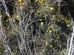 Hibbertia exasperata
