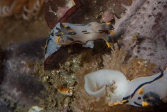 Polycera sp-c