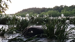 Hymenocallis coronaria