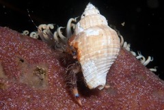 Pagurus liochele