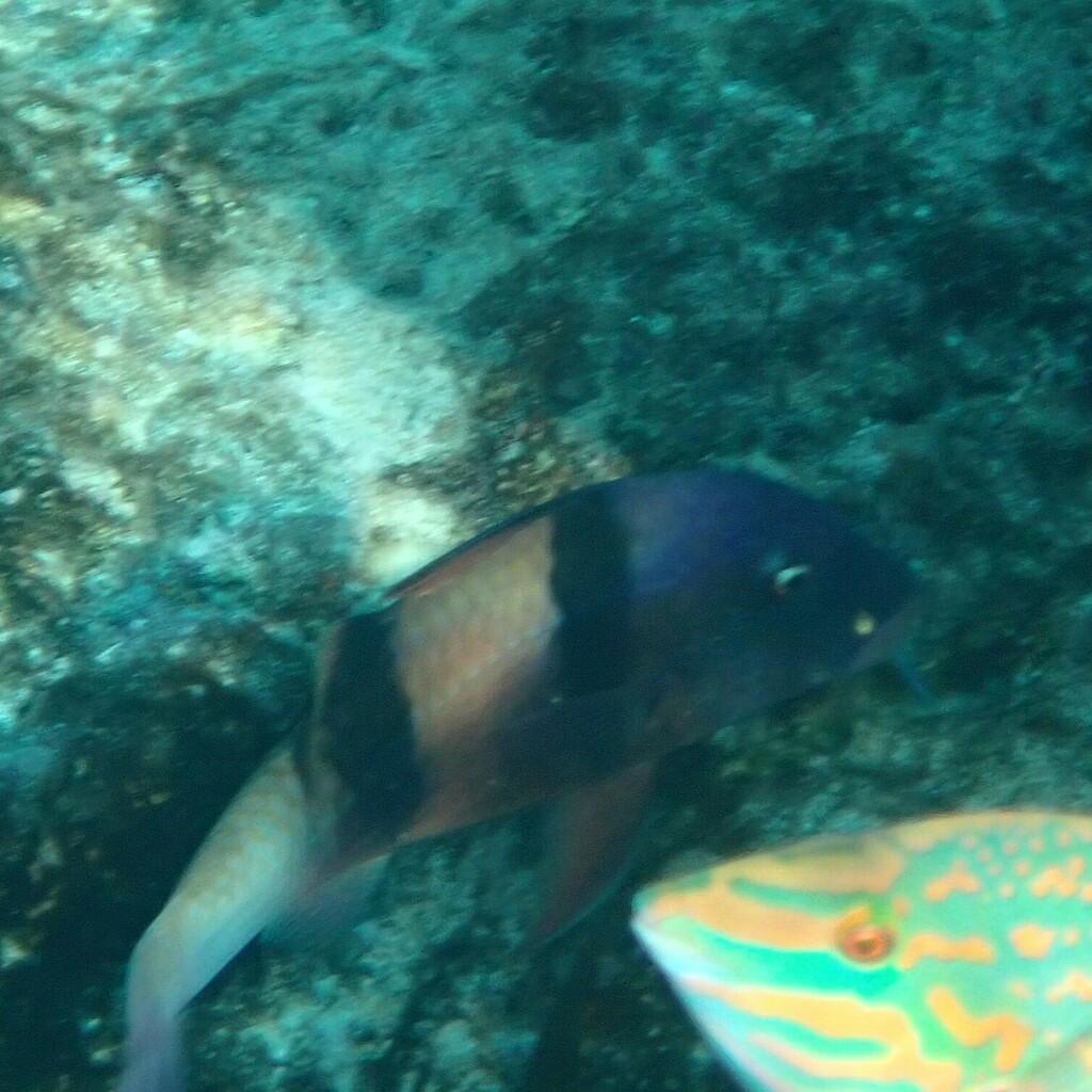 Doublebar goatfish