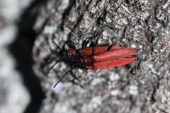 Lygistopterus sanguineus