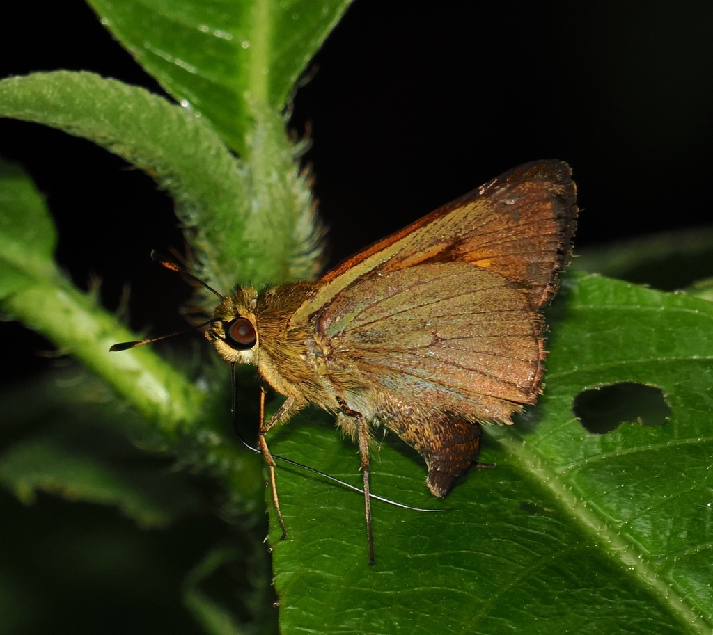 Quasimellana servilius