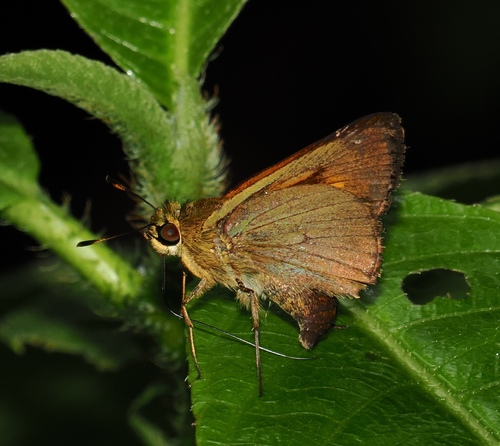 Quasimellana servilius