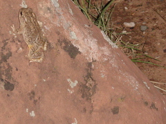 Anaxyrus microscaphus