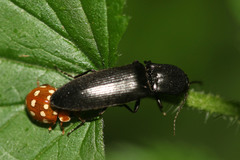 Ectinus aterrimus