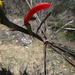 Leptosema aphyllum - Photo (c) overlander (Gerald Krygsman), some rights reserved (CC BY-NC), uploaded by overlander (Gerald Krygsman)