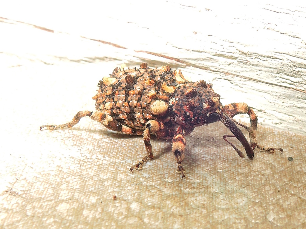Colobodes billbergii (Colobodes billbergii) — Biodiversitas Nusantara ...