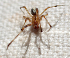 Theridion neomexicanum