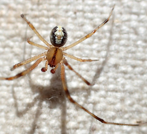 Protrudent Long-legged Cobweaver