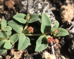 Euphorbia ocellata ocellata
